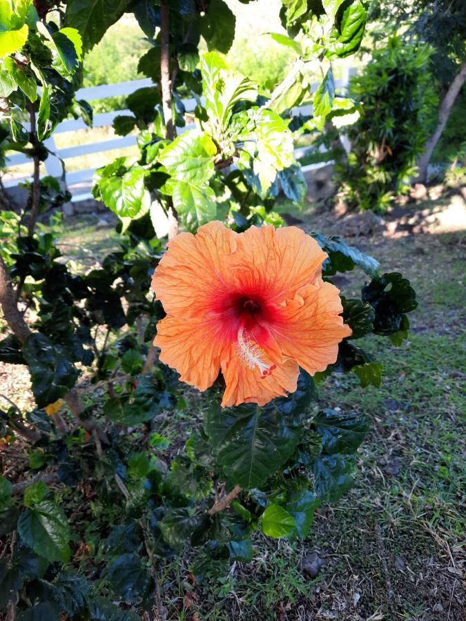 Villa Le Flamboyant Le Marin 外观 照片
