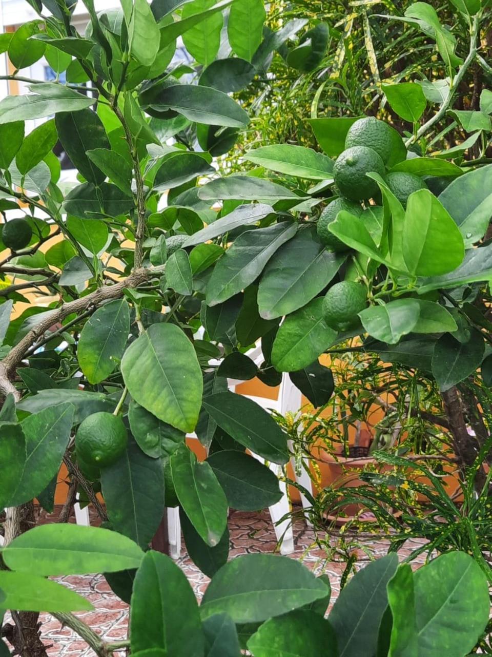 Villa Le Flamboyant Le Marin 外观 照片